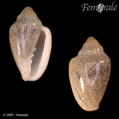 Image of Marginella Lamarck 1799