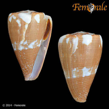 Image of cone snails