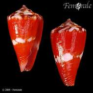 Imagem de Conus pseudocardinalis Coltro 2004