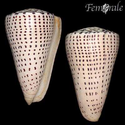 Image of cone snails