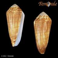 Image of cone snails