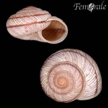 Imagem de Helminthoglyptidae