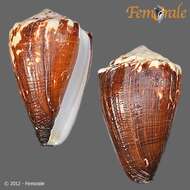 Image de Conus brunneus W. Wood 1828