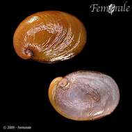 Image of Paua slug