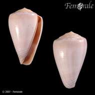 Image of Conus trochulus Reeve 1844