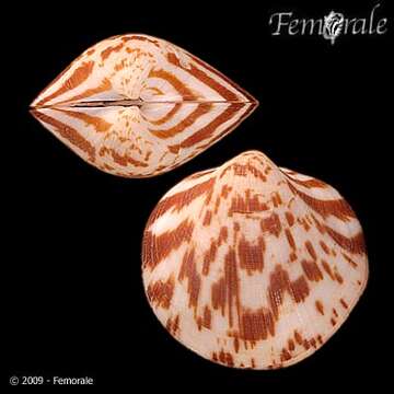 Слика од Glycymerididae Dall 1908