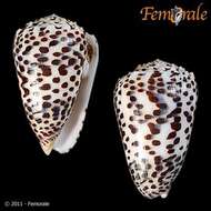 Image of cone snails