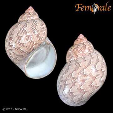 Image of pheasant shells