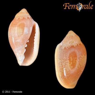 Image de Marginella Lamarck 1799