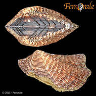 Image of Ark clam