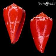 Image of Conus rosalindensis Petuch 1998