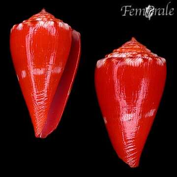 Image of Conus rosalindensis Petuch 1998