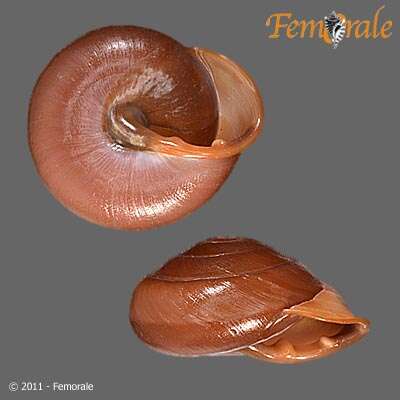 Image of Pleurodontidae
