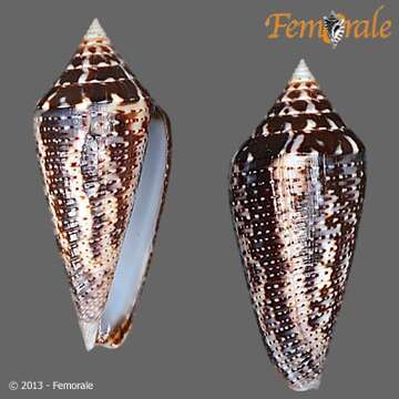 Image of Conasprella Thiele 1929