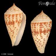 Image of cone snails