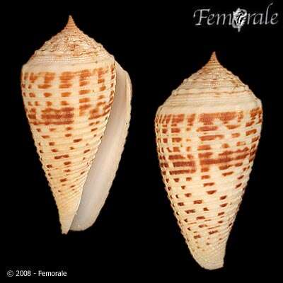 Image of cone snails