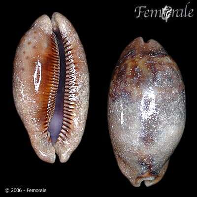 صورة <i>Cypraea zebra</i> L. 1758