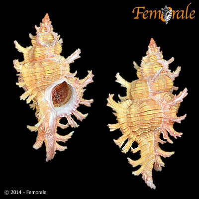 Image of Chicoreus Montfort 1810