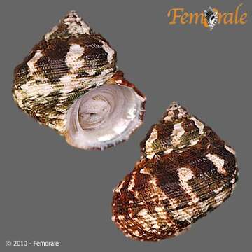 Image of turban snail