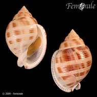 Image of Semicassis bisulcatum japonica (Reeve 1848)