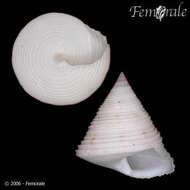 Image of Calliostoma vilvensi Poppe 2004