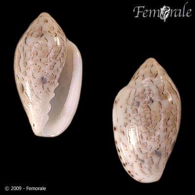 Image of Marginella Lamarck 1799