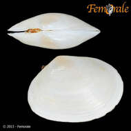 Image of <i>Macoma cumana</i> (Costa OG 1829)