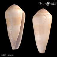 Image of cone snails