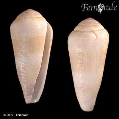 Image of cone snails