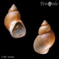 Image of chink snails