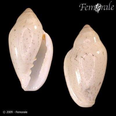 Image of Marginella Lamarck 1799