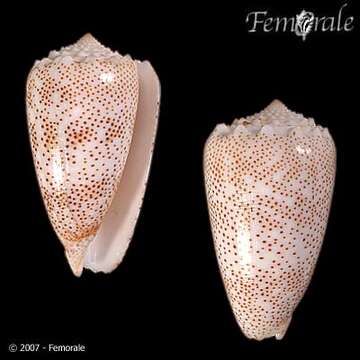 صورة Conus arenatus Hwass ex Bruguière 1792