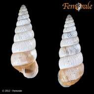 Image of bush snails