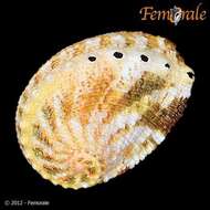 Image of Haliotoidea Rafinesque 1815