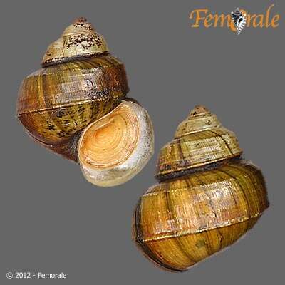 Image of river snails