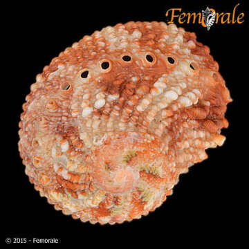 Image of Haliotoidea Rafinesque 1815