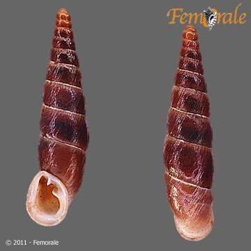 Image of <i>Alopia straminicollis</i>