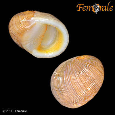 Image of <i>Nerita rumphii</i> Recluz 1841