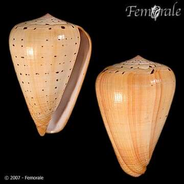 Image of cone snails