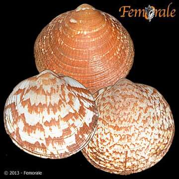 Glycymerididae Dall 1908 resmi