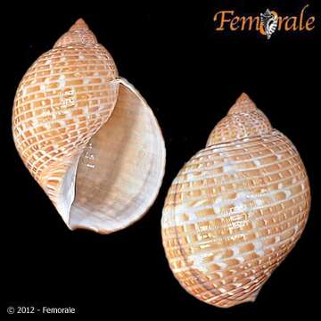 Image of tun shells