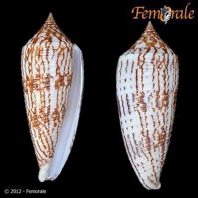 Image de Conus australis Holten 1802