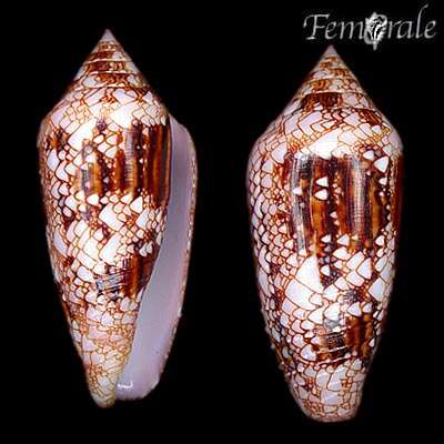 صورة Conus legatus Lamarck 1810