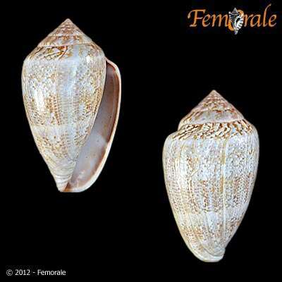 Image of cone snails