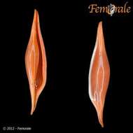 Image of Spindle Cowries