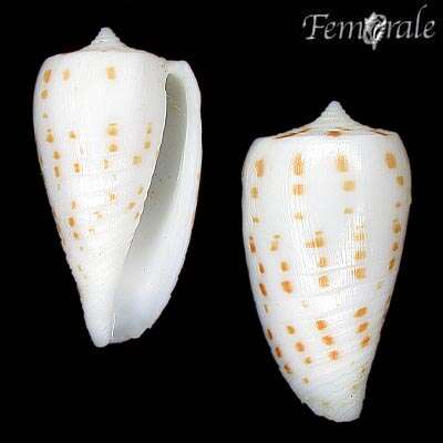 Image of cone snails