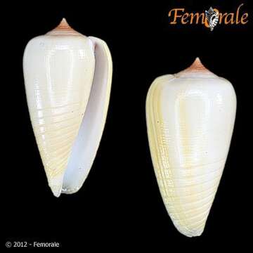 Image of Conidae J. Fleming 1822