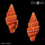 Image de Turbinelloidea Rafinesque 1815