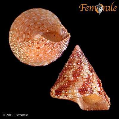 Image of Calliostoma tenebrosum Quinn 1992