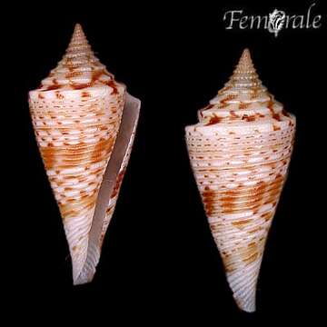 Image of Conasprella Thiele 1929